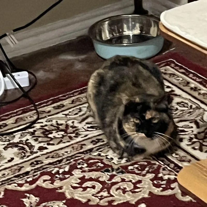 Chiquita thumbnail 2