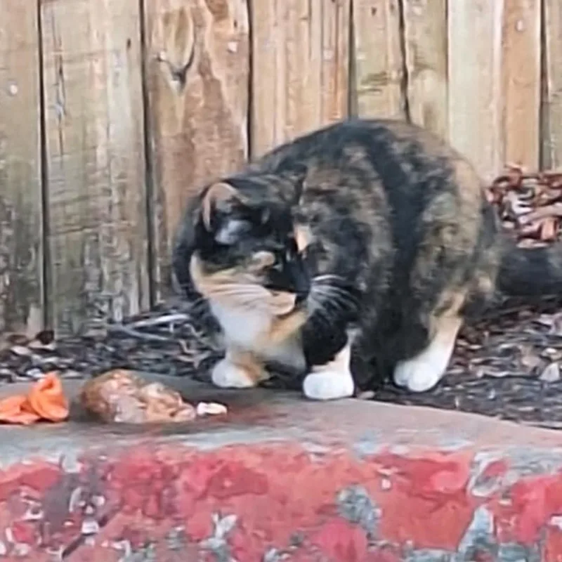 Chiquita thumbnail 3