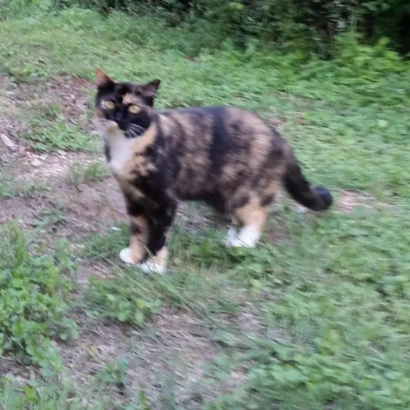 Chiquita thumbnail 4