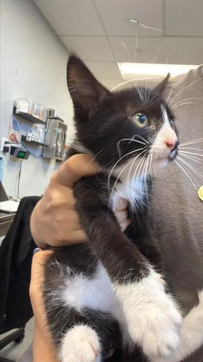 A baby small-sized female Domestic Short Hair cat named Lays for adoption in West Chester, PA