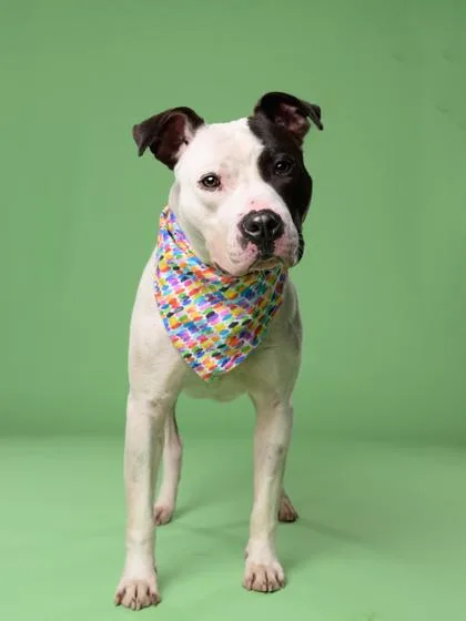 An adult large-sized male Pit Bull Terrier dog named Shoobie for adoption in Atlanta, GA