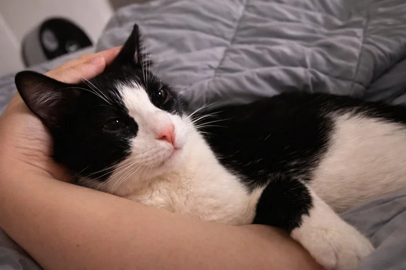 A young medium-sized male Black & White / Tuxedo Tuxedo cat named Figi for adoption in Orange, CA
