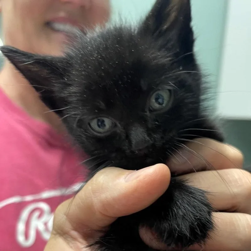 A baby small-sized male Black Domestic Short Hair cat named Walker for adoption in Shawnee, KS