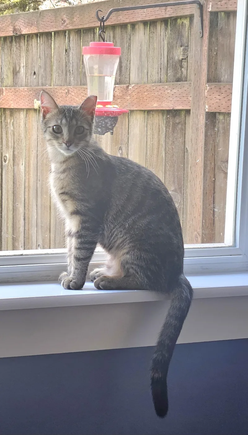 Charisma thumbnail 2