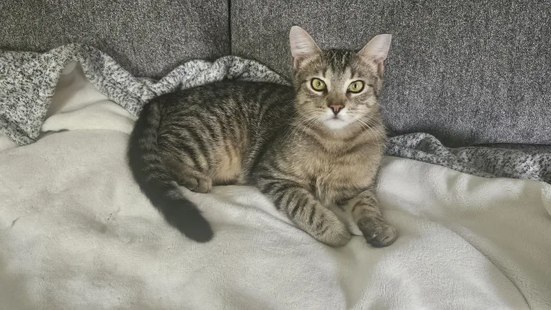 A baby medium-sized male Tabby (Brown / Chocolate) Domestic Short Hair cat named Charisma for adoption in Puyallup, WA