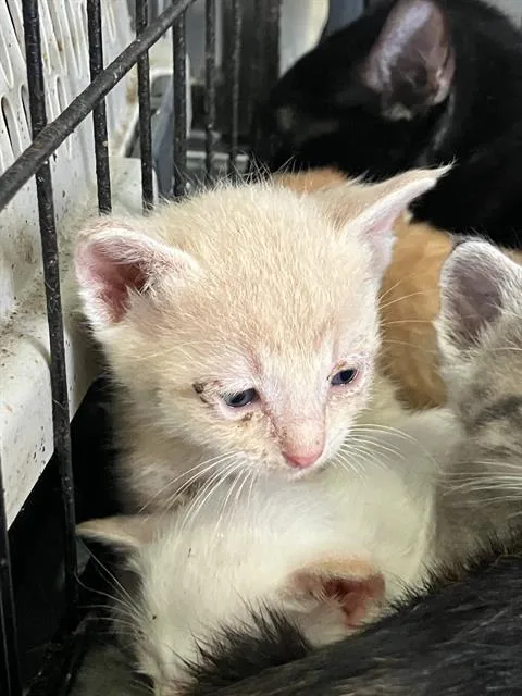 A baby small-sized male Domestic Short Hair cat named Nigel for adoption in Dallas, TX