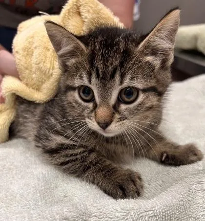 A baby small-sized female Domestic Short Hair cat named Havarti for adoption in Fishers, IN
