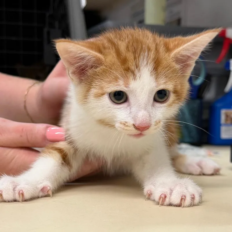 A baby small-sized male Orange / Red Domestic Short Hair cat named Able for adoption in Ardmore, OK