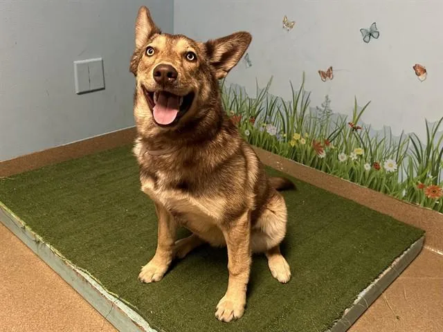 A young medium-sized female German Shepherd Dog dog named Princess for adoption in Castaic, CA
