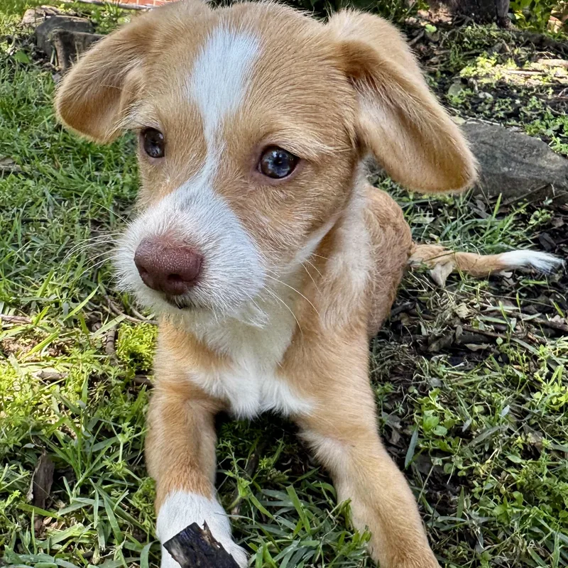 A baby small-sized male Golden Wirehaired Terrier dog named Charles for adoption in Longview, TX