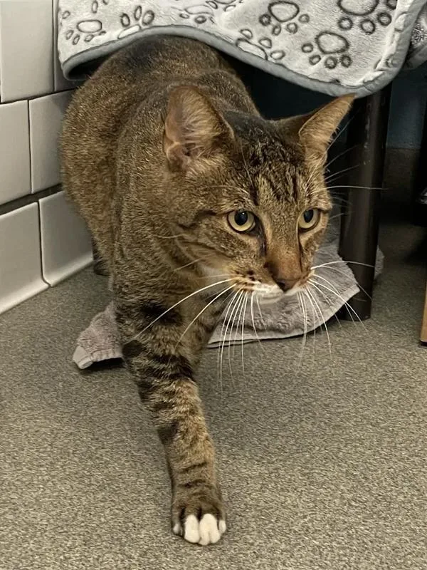 A senior large-sized male Domestic Short Hair cat named Samson for adoption in Roanoke, VA