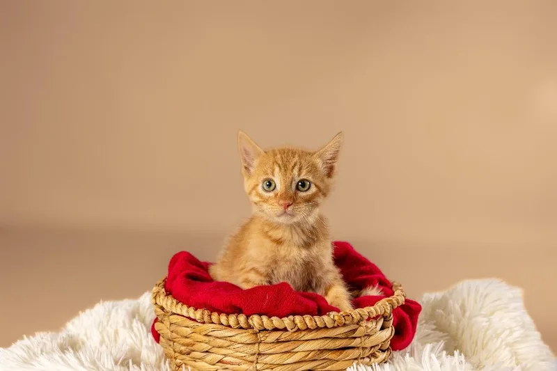 A young medium-sized male Orange / Red Domestic Short Hair cat named Gourd for adoption in Tyler, TX