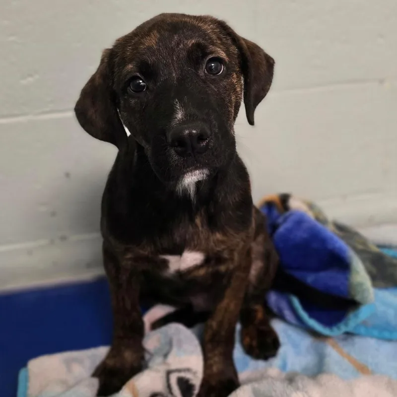 A baby small-sized male Brindle Plott Hound dog named Bo for adoption in East Hanover, NJ