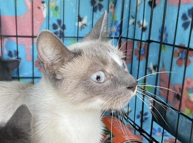 A young medium-sized female Domestic Short Hair cat named Aurora for adoption in Ontario, CA