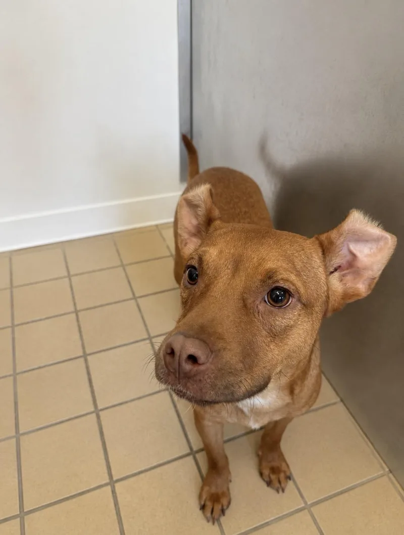 A young medium-sized female Brown / Chocolate Mixed Breed dog named Bunny for adoption in Norwich, NY