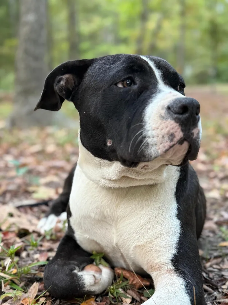 Buddy Ray thumbnail 2