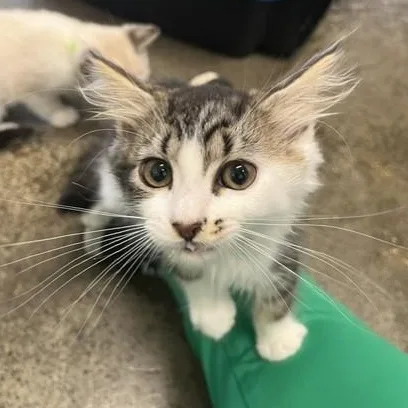 A baby medium-sized female Tabby (Brown / Chocolate) Domestic Medium Hair cat named Slipper for adoption in Portland, OR