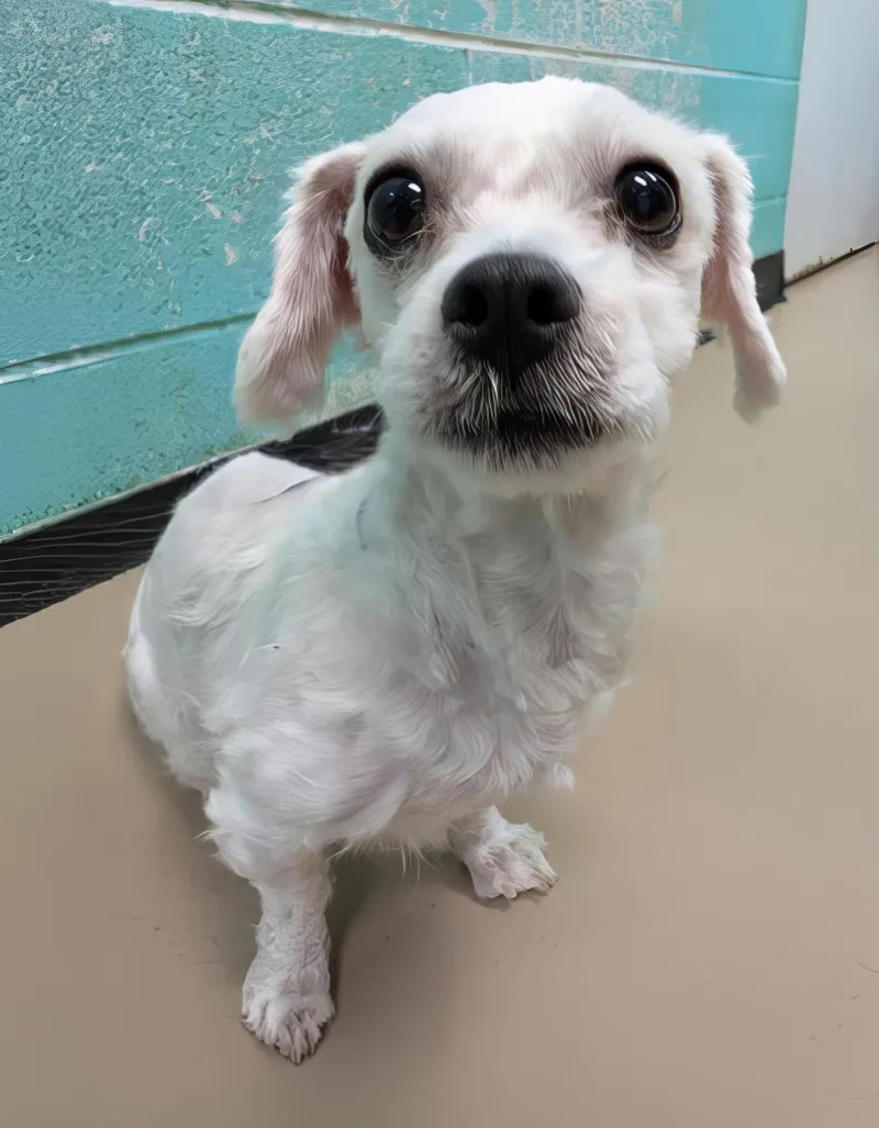 An adult small-sized female Mixed Breed dog named Soup for adoption in Nashville, TN