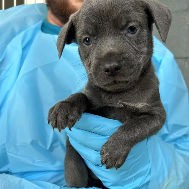 A baby small-sized female American Staffordshire Terrier dog named Missy for adoption in San Antonio, TX