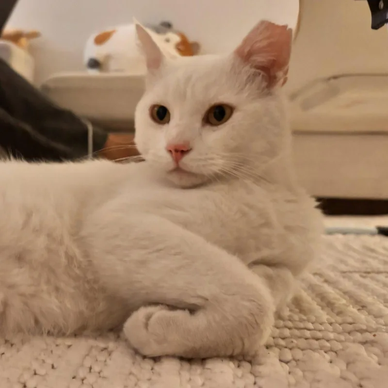 An adult medium-sized male White Domestic Medium Hair cat named Nandi for adoption in San Jose, CA