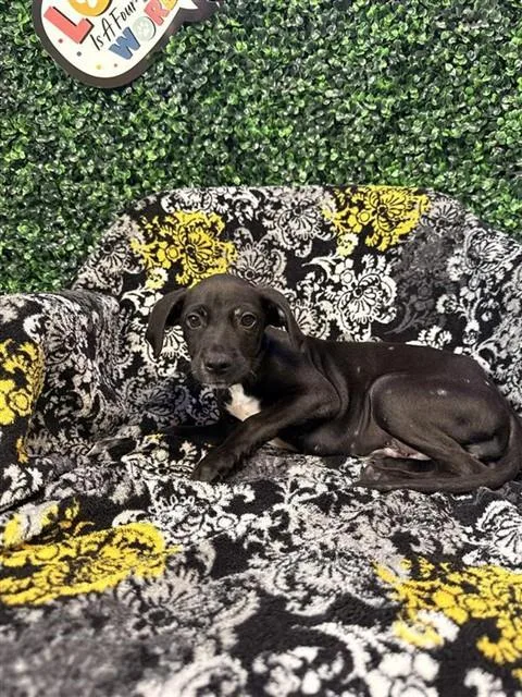 A baby medium-sized male Labrador Retriever dog named Spike for adoption in Corpus Christi, TX