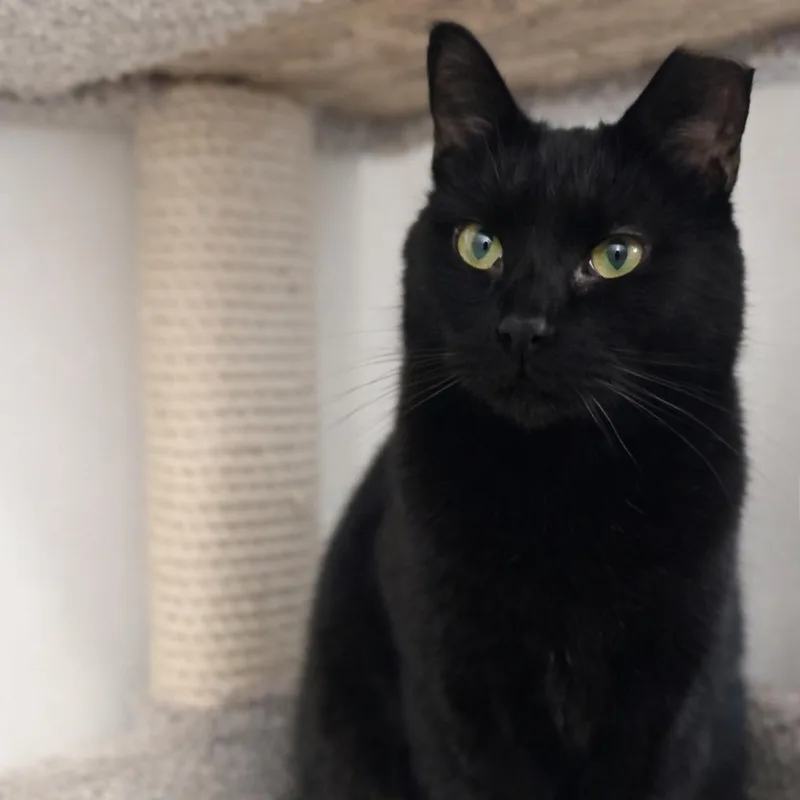 An adult small-sized female Domestic Short Hair cat named Silky for adoption in Hopewell, VA
