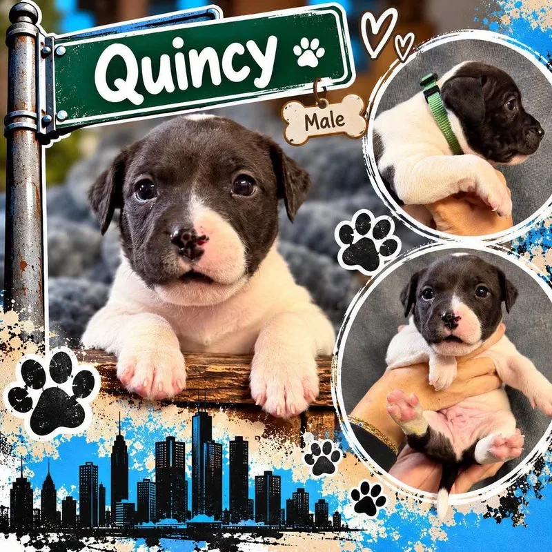 A baby medium-sized male Mixed Breed dog named Quincy for adoption in Pleasant Ridge, MI