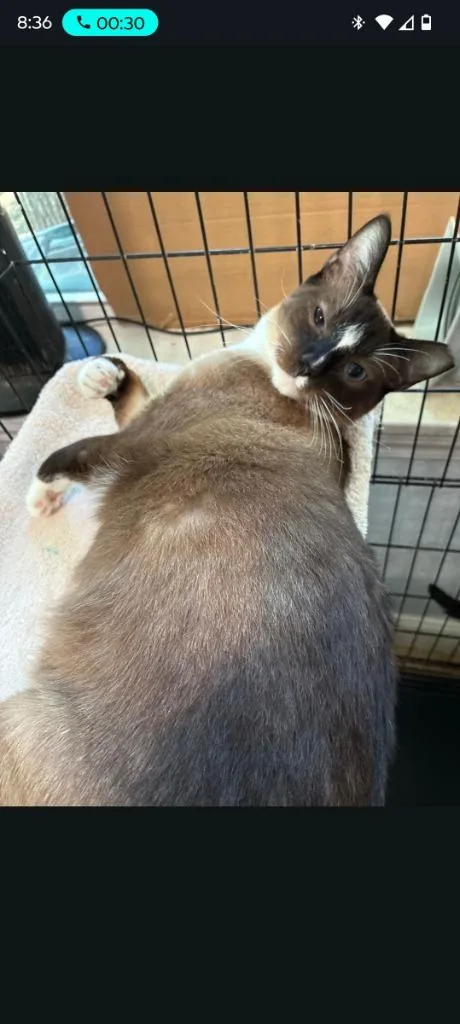 A young medium-sized female Siamese cat named Daphne for adoption in Richland Hills, TX