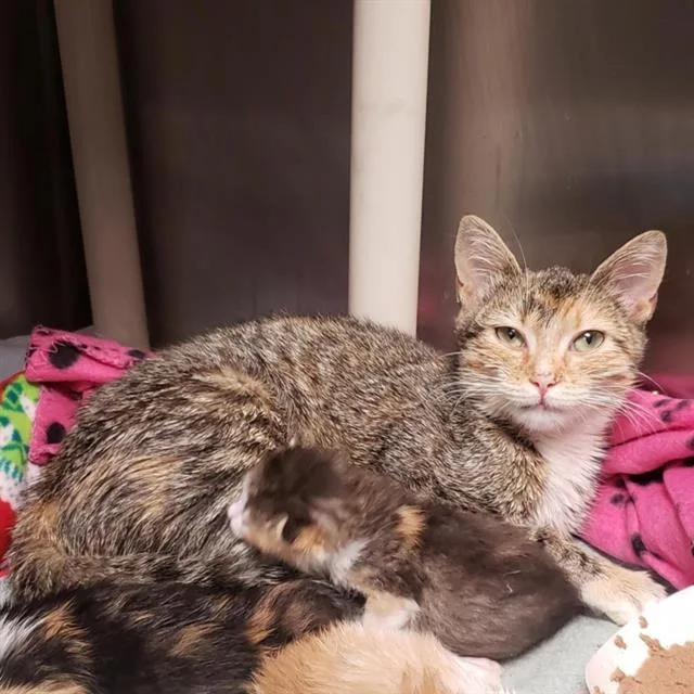 A young small-sized female Domestic Short Hair cat named Maui for adoption in Charlotte, NC
