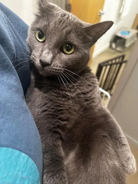 A young medium-sized female Domestic Short Hair cat named Zither for adoption in Cincinnati, OH