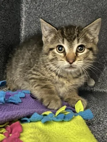 A baby small-sized male Domestic Short Hair cat named Downspout for adoption in Clinton Township, MI