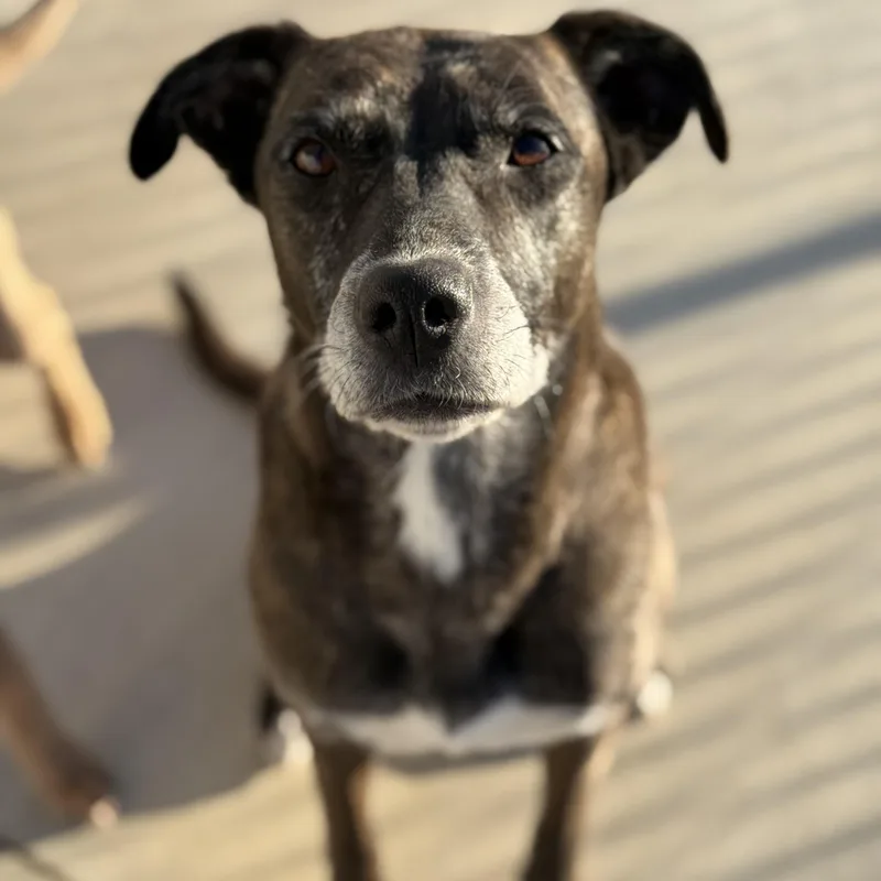 A senior medium-sized female Brindle Black Labrador Retriever dog named Belle for adoption in Palmdale, CA