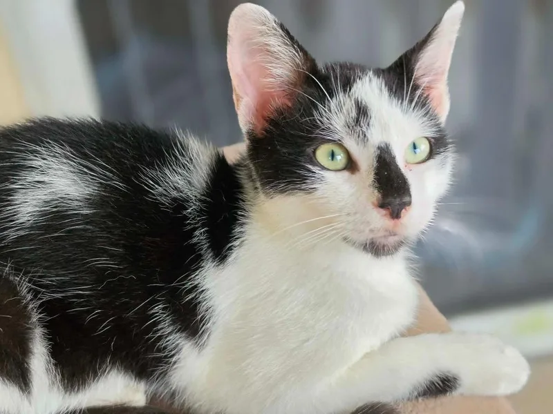 A baby large-sized male Domestic Short Hair cat named Cow for adoption in Fort Myers, FL