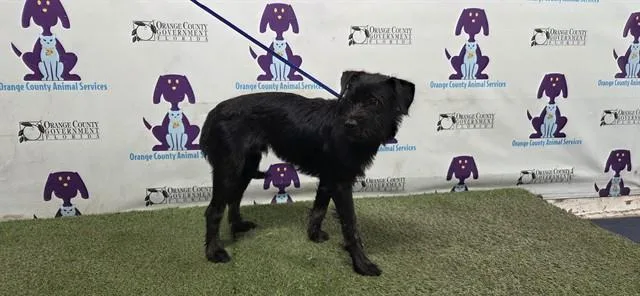 A young medium-sized male Schnauzer dog named Courage for adoption in Orlando, FL