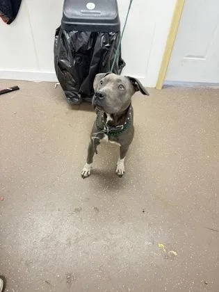 An adult medium-sized female Pit Bull Terrier dog named Gracie for adoption in South Bend, IN