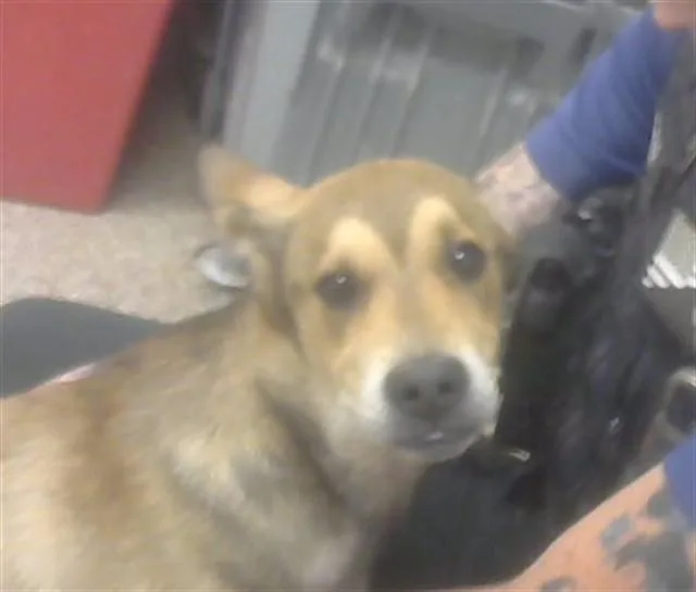 A baby medium-sized male German Shepherd Dog dog named Dingo for adoption in Albuquerque, NM