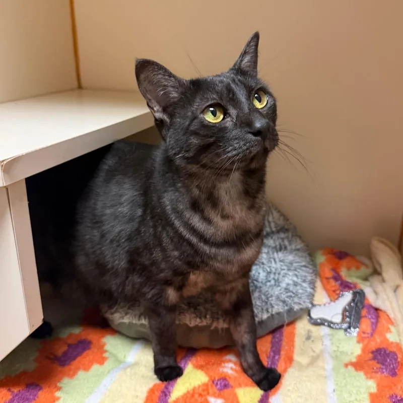 An adult large-sized female Black Domestic Short Hair cat named Zoey for adoption in South Elgin, IL