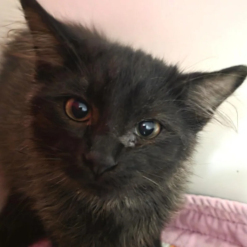 A baby small-sized male Black Domestic Medium Hair cat named Link for adoption in Oshkosh, WI