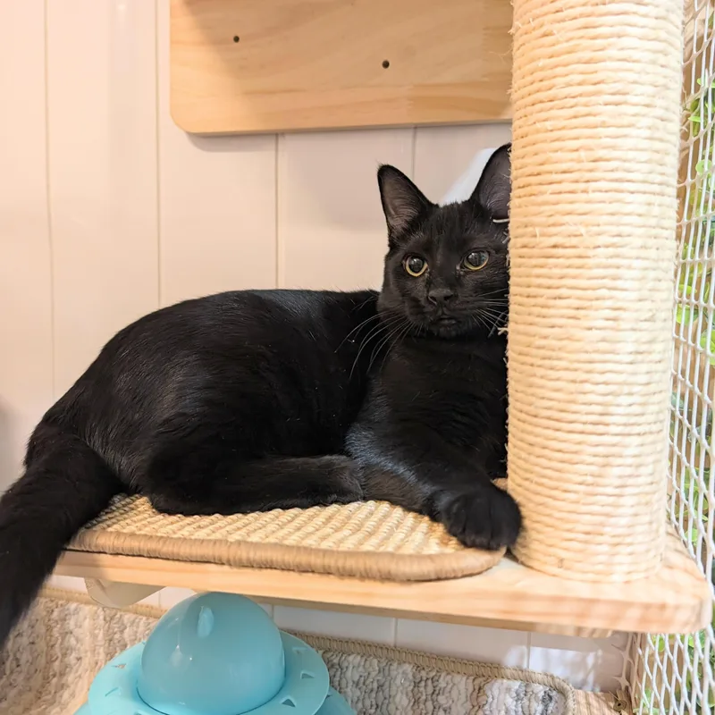 A baby medium-sized female Black Domestic Short Hair cat named Valley for adoption in Beaverton, OR