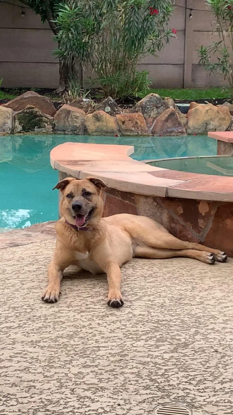 A young medium-sized female German Shepherd Dog dog named Charlotte for adoption in Grand Rapids, MI