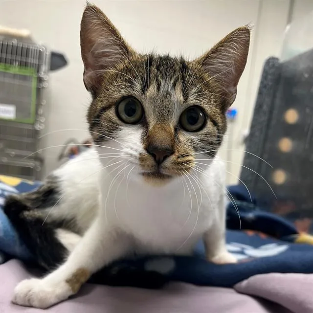 A young small-sized female Domestic Short Hair cat named Little Magic for adoption in Naples, FL