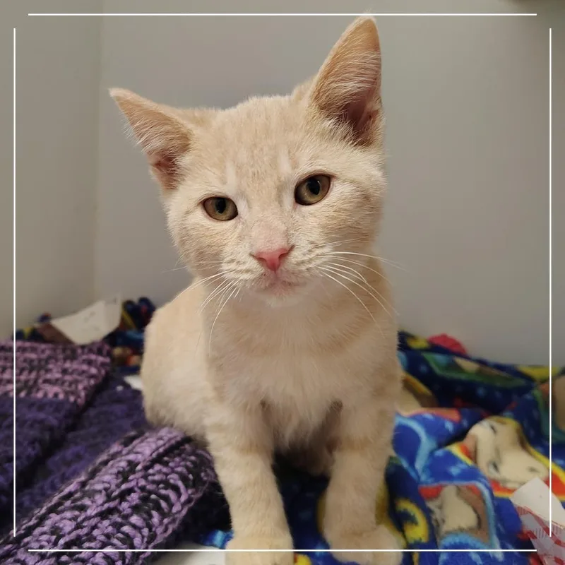 A baby small-sized male Buff / Tan / Fawn Domestic Short Hair cat named Havarti for adoption in Dearborn, MI