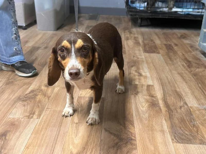 Brownie Sweet beagle girl thumbnail 2