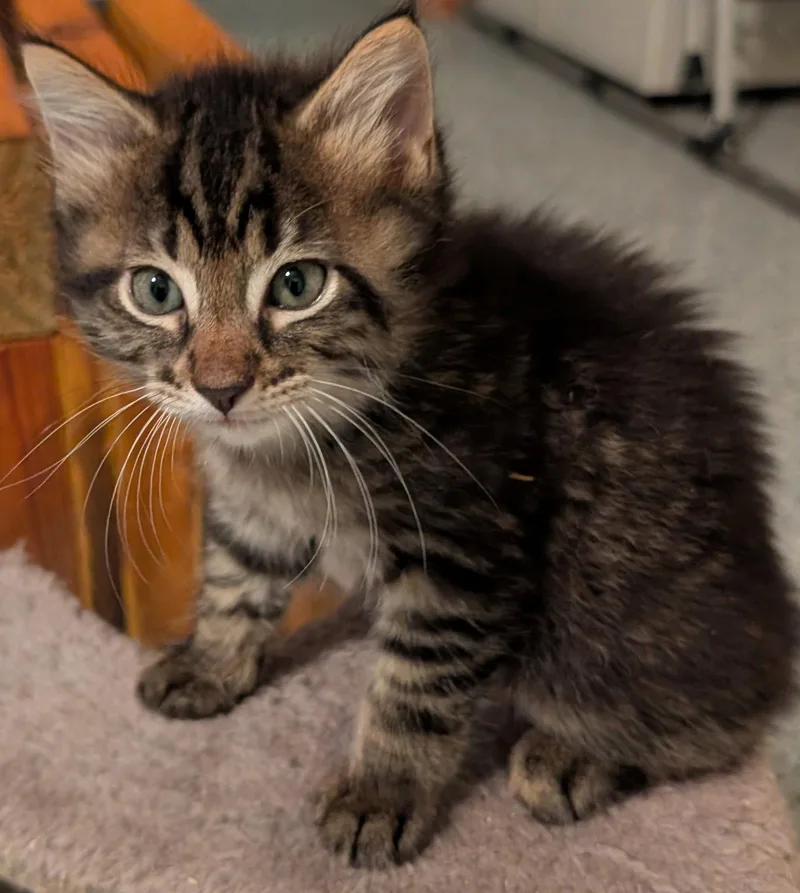 A young medium-sized male Domestic Medium Hair cat named Howie for adoption in Pompano Beach, FL