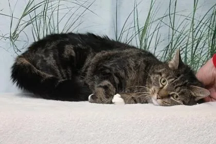 An adult medium-sized female Domestic Short Hair cat named Tot for adoption in West Chester, PA