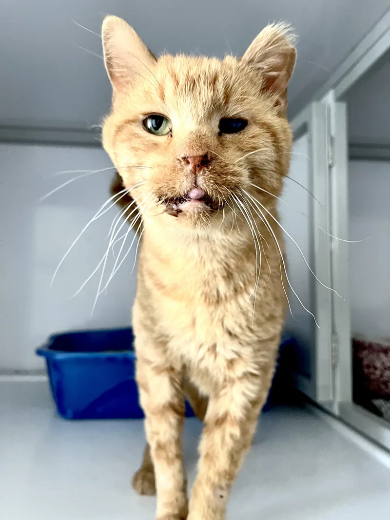 A senior medium-sized male Tabby (Orange / Red) Domestic Short Hair cat named Archie for adoption in Geneseo, IL