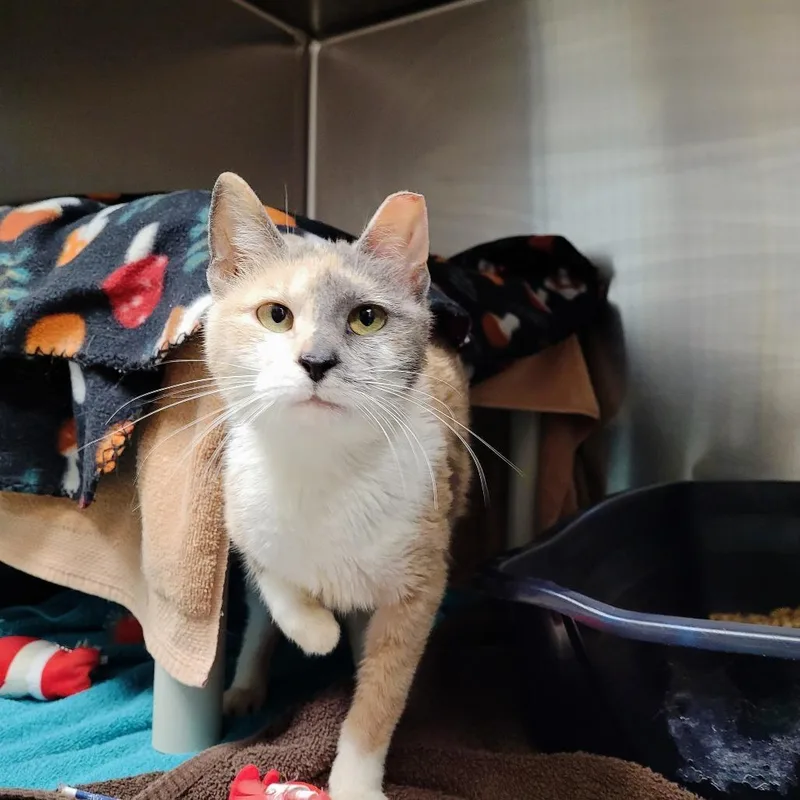 An adult medium-sized female Calico Domestic Short Hair cat named Maplesprig for adoption in Fredericksburg, VA
