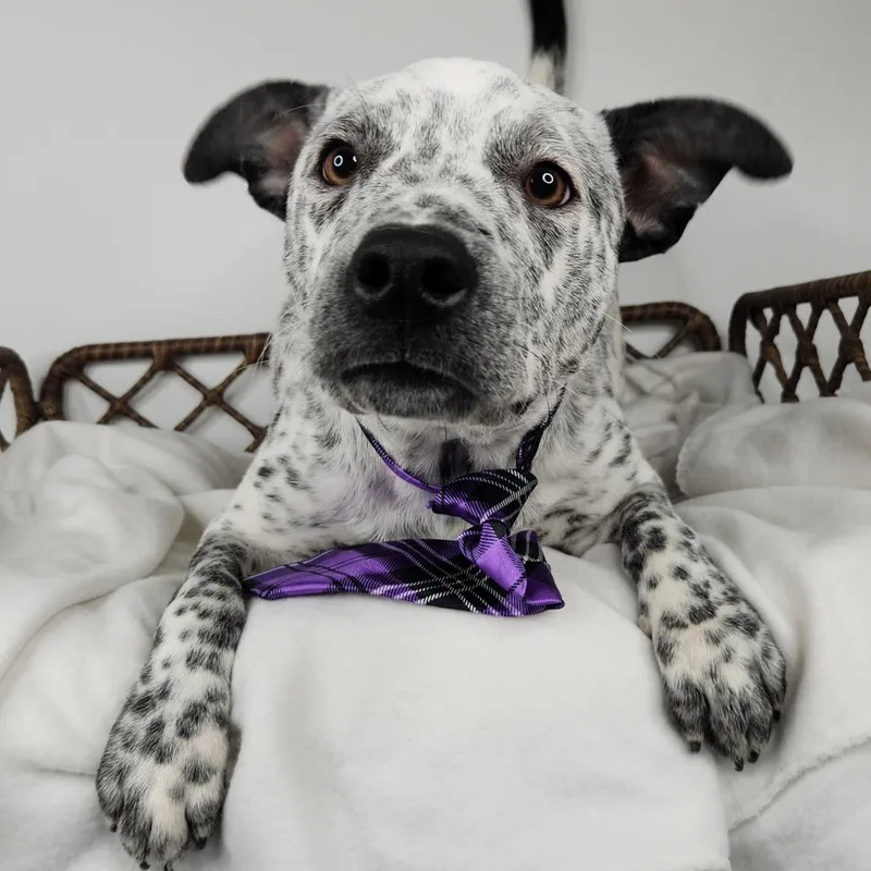 A baby small-sized male White / Cream Australian Cattle Dog / Blue Heeler dog named Sammy for adoption in Fort Wayne, IN