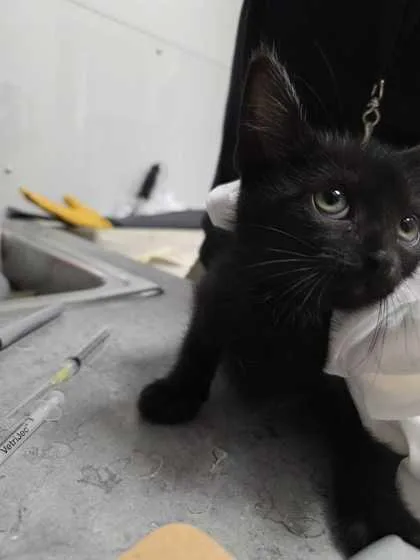 A baby small-sized male Domestic Short Hair cat named Blitz for adoption in Sevierville, TN