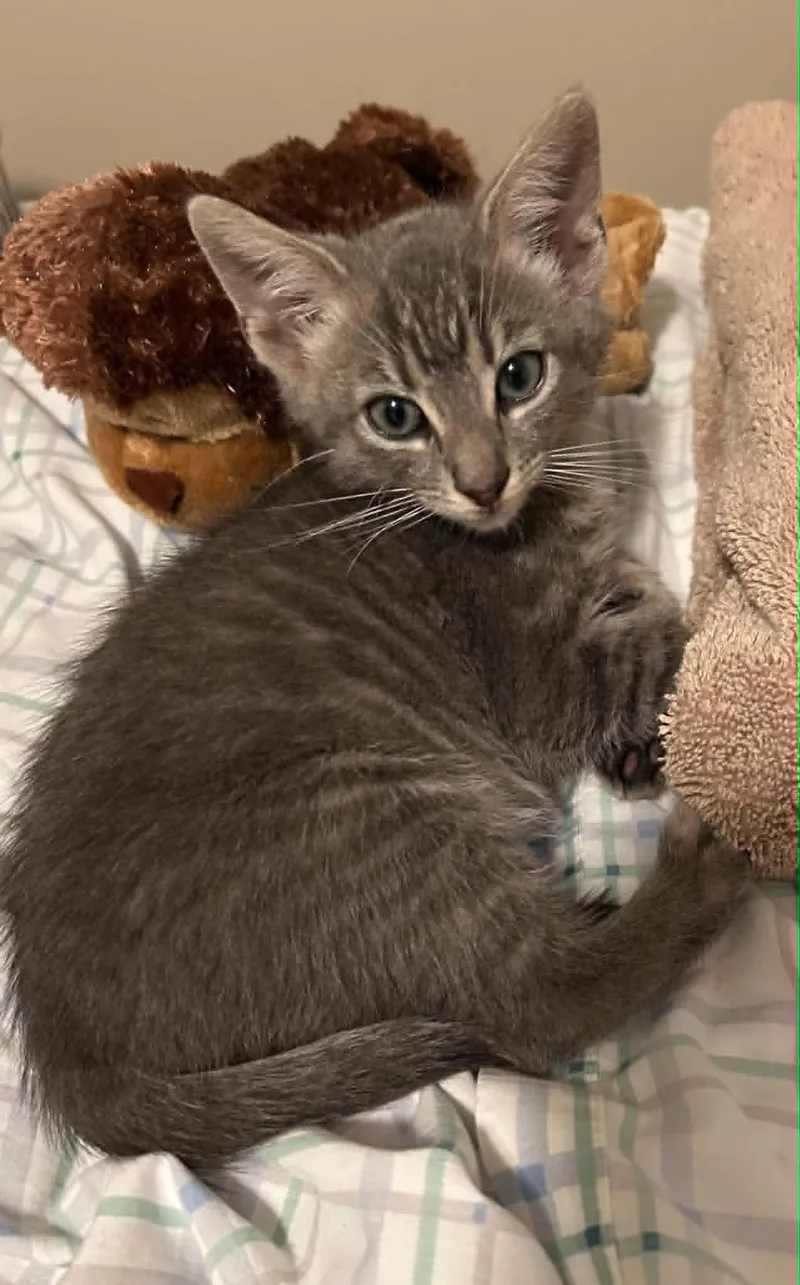 A baby medium-sized male Gray / Blue / Silver Domestic Short Hair cat named Daniel for adoption in Wading River, NY